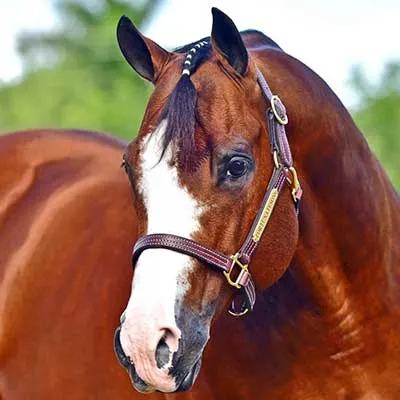 NSBA Breeders' Championship Futurity Details