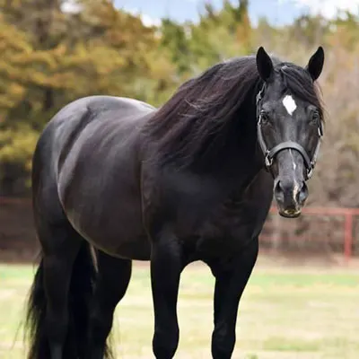 NSBA Breeders' Championship Futurity Details