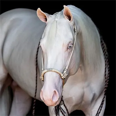 ARHA Roan to Riches Details ARHA Roan to Riches Details