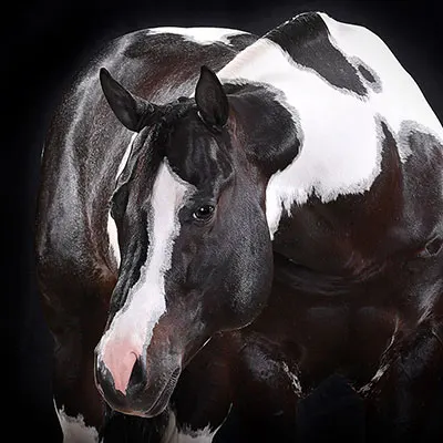 Cash for Color Stallion Program Details