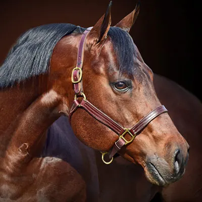 Premier Sires Details