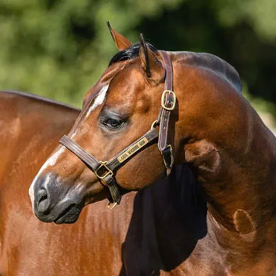 ARHA Roan to Riches Details ARHA Roan to Riches Details