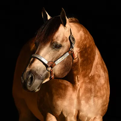 All Star Reining Stakes Details All Star Reining Stakes Details