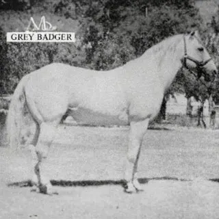 Grey Badger III