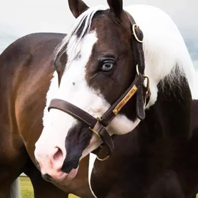 NSBA Breeders' Championship Futurity Details