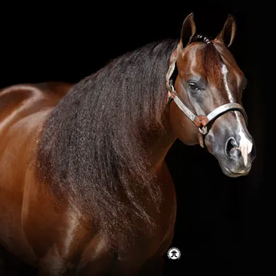 NRHA Sire & Dam Details