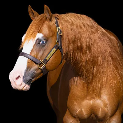 Pennsylvania Quarter Horse Association Quality Improvement Program Details Pennsylvania Quarter Horse Association Quality Improvement Program Details