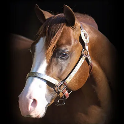 NRHA Sire & Dam Details