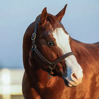 All Star Reining Stakes Details All Star Reining Stakes Details