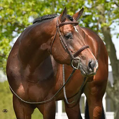 NSBA Breeders' Championship Futurity Details