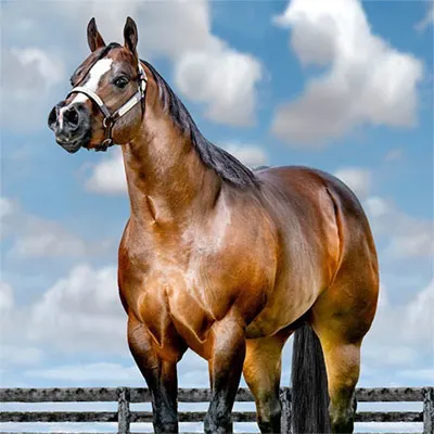 Elite Halter Futurity Details
