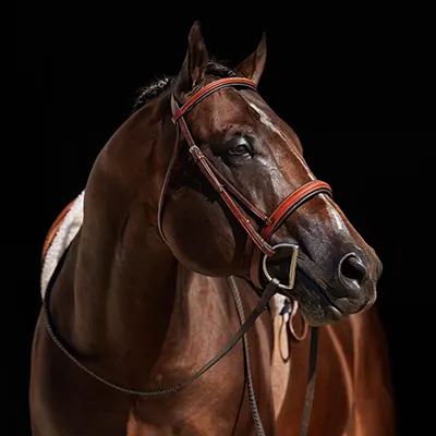 Premier Sires Details