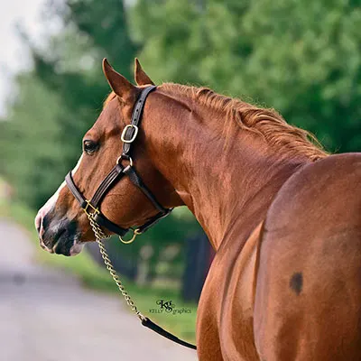 Nederlandse Quarter Horse Associatie Details