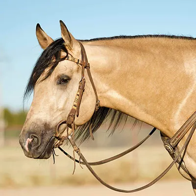 IQHA (Iowa QH Association) Ranch Horse Futurity Details IQHA (Iowa QH Association) Ranch Horse Futurity Details