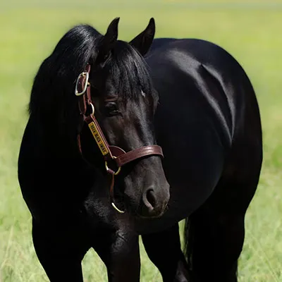 National Reined Cow Horse Association Details