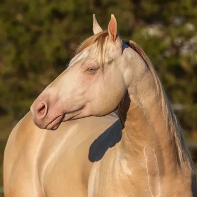 Color Classic Stallion Service Auction Details