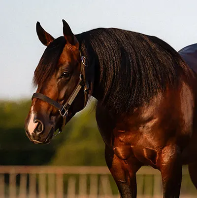 National Reined Cow Horse Association Details