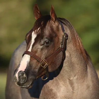 NRHA Sire & Dam Details