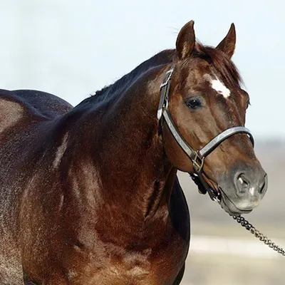 Breeders Invitational Details