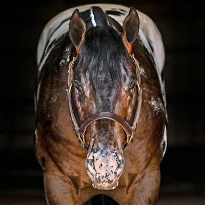 NSBA Breeders' Championship Futurity Details