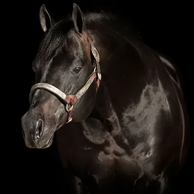 All Star Reining Stakes Details All Star Reining Stakes Details