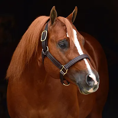 NSBA Breeders' Championship Futurity Details