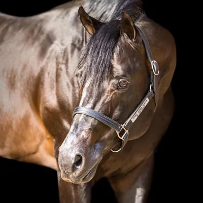 NSBA Breeders' Championship Futurity Details