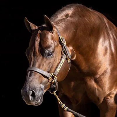 Nederlandse Quarter Horse Associatie Details