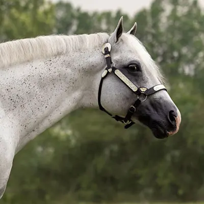 NSBA Breeders' Championship Futurity Details