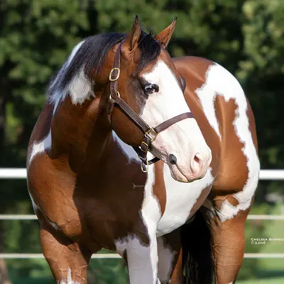 NSBA Breeders' Championship Futurity Details