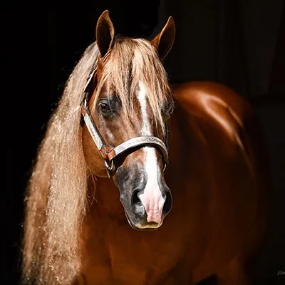 All Star Reining Stakes Details All Star Reining Stakes Details