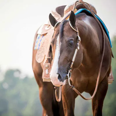 NSBA Breeders' Championship Futurity Details