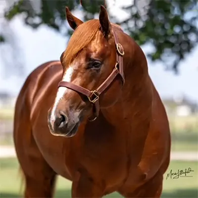 Breeders Invitational Details