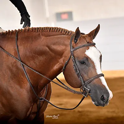 Pennsylvania Quarter Horse Association Quality Improvement Program Details Pennsylvania Quarter Horse Association Quality Improvement Program Details