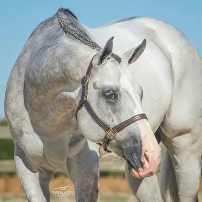 NSBA Breeders' Championship Futurity Details
