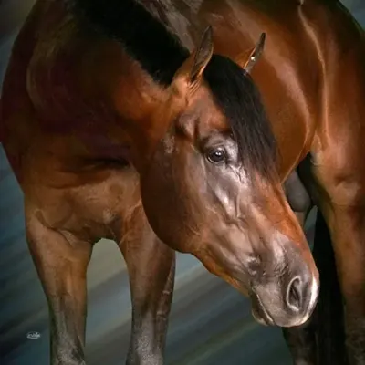 NSBA Breeders' Championship Futurity Details