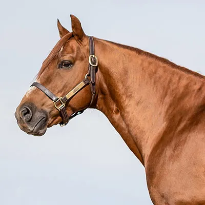 Breeders Invitational Details