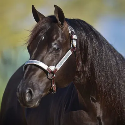 NRHA Sire & Dam Details