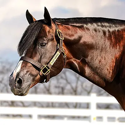 NSBA Breeders' Championship Futurity Details