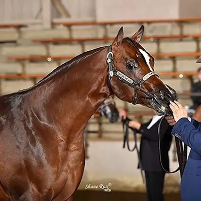 World Conformation Horse Association Big Money Futurity Details