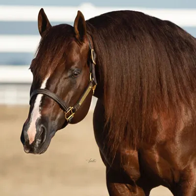 All Star Reining Stakes Details All Star Reining Stakes Details