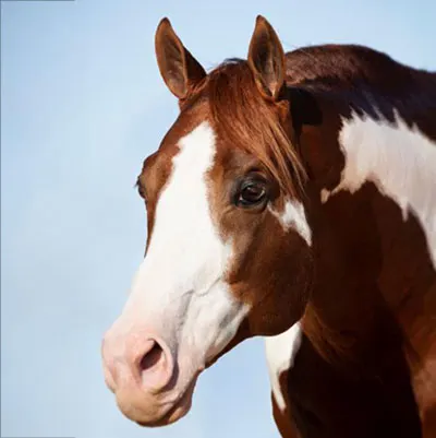 Nederlandse Quarter Horse Associatie Details