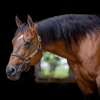 Premier Sires Details