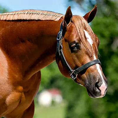 NSBA Breeders' Championship Futurity Details