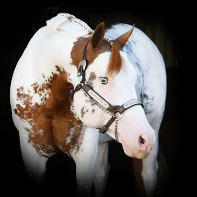 NSBA Breeders' Championship Futurity Details