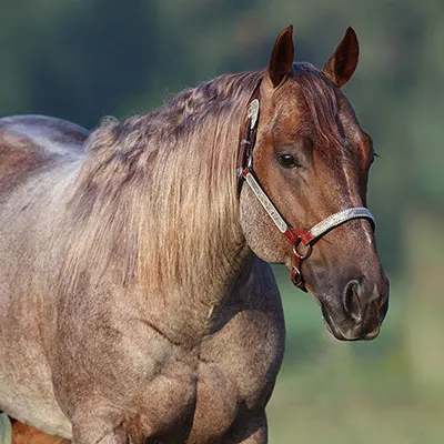 Breeders Invitational Details