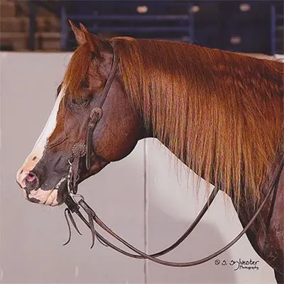 Riata Buckle Details