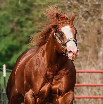 World Conformation Horse Association Big Money Futurity Details