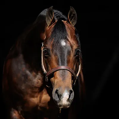 The Invitational NRHA Details