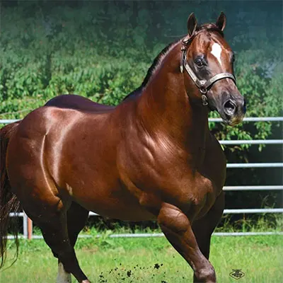 World Conformation Horse Association Breeders' Futurity Details World Conformation Horse Association Breeders' Futurity Details